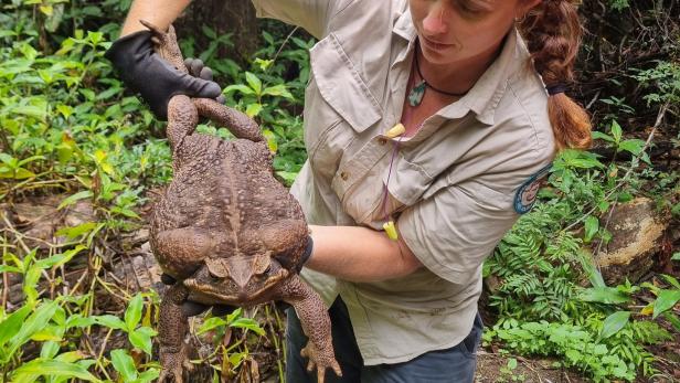 "Toadzilla": Monster-Kröte in Australien entdeckt