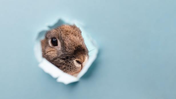 Ein braunes Kaninchen schaut durch ein Loch in blauem Papier.