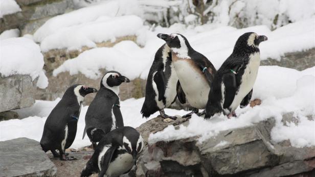 Pinguine in Salzburg: Zu Besuch bei den Ausbrecherkönigen im Zoo