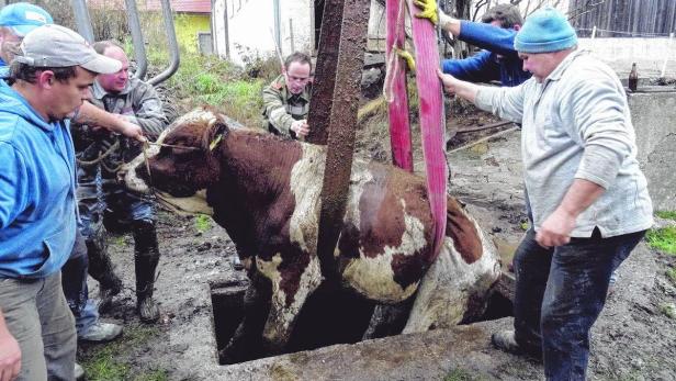 Mit einem Forstgreifer wurde der 500 Kilo schwere Stier „Peda“ aus der Jauchegrube gehoben