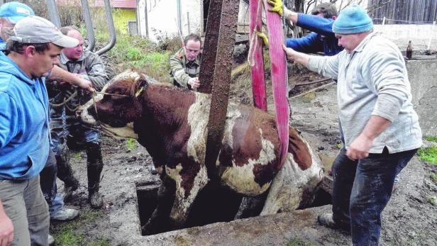 Mehrere Männer bergen eine Kuh mit Gurten aus einem Schacht.