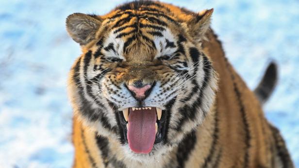 Jahr des Tigers geht zu Ende, Zahl der Tiere stieg