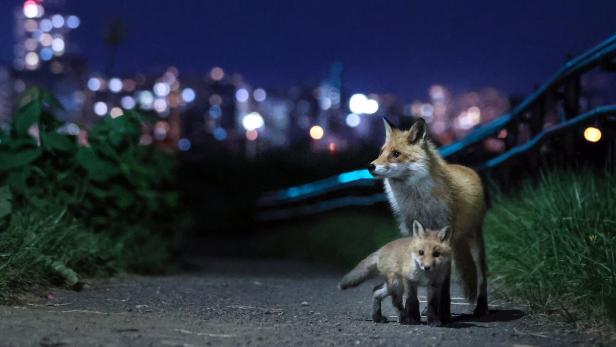 Raubtier vor der Haustür: Füchse leben gut in der Großstadt