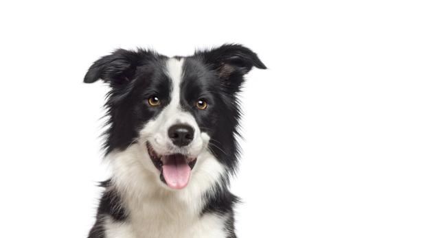 Intelligenzbestie Hund: Das könnten die schlausten Rassen sein