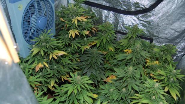 Anrainer brachte Polizei auf Cannabisaufzucht