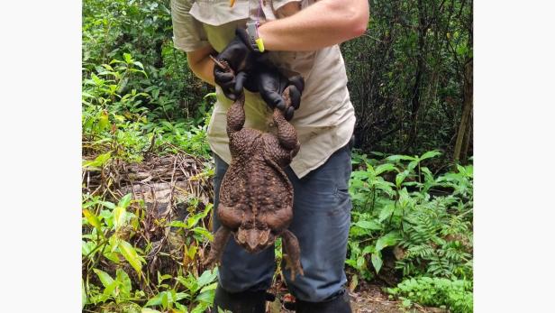 „Toadzilla“: Diese Riesenkröte begeistert das Netz