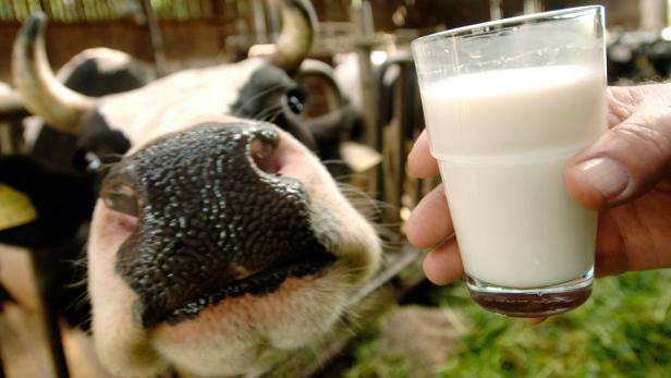Belastete Milch kam nicht ins Glas: Hunderttausende Liter Rohmilch wurden verbrannt statt an Molkereien geliefert zu werden.