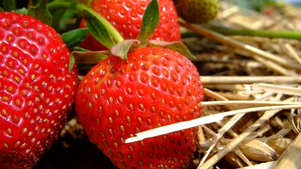 Hier gibt's Erdbeeren zum Selberpflücken