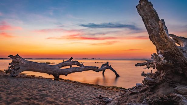 Ein entwurzelter Baumstamm liegt am Strand von Loissin im Abendlicht.