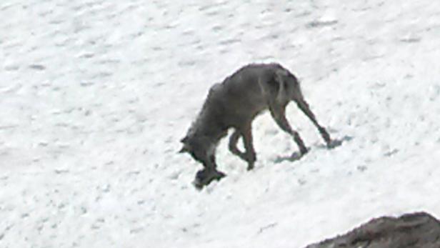 Schnappschuss: Im Nationalpark Hohe Tauern wurde tatsächlich ein junger Wolf gesichtet - und dieser Tage fotografiert. Ende 2014 zeigte sich bereits im Bezirk Reutte ein Beutegreifer.