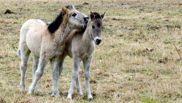 Zwei junge Wildpferde stehen auf einer Wiese.