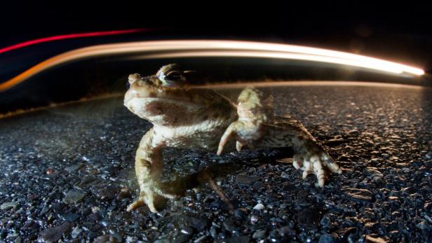 Eine Kröte überquert nachts eine dunkle Straße, während Autos vorbeifahren.