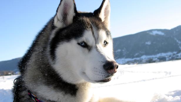 Tiercoach: So kommen Haustiere gesund durch den Winter