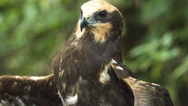 Ein brauner Adler mit hellem Kopf vor grünem Hintergrund.