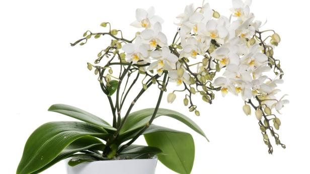 Orchidee: Wenn die Blüten nicht erblühen, sondern abtrocknen