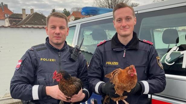 Ausgebüxt: Polizisten mussten in Krems Hühner wieder einfangen