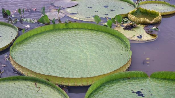 Symbolbild einer riesigen Seerose aus Paraguay