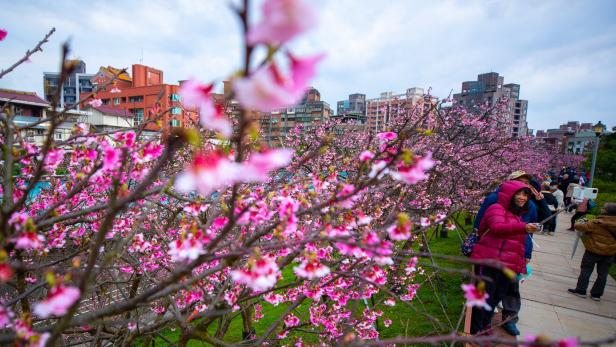Kirschblüte in Taipei