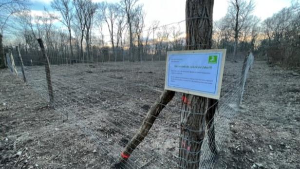Baumfällungen im Natura 2000-Gebiet: Beschwerde an die EU-Kommission
