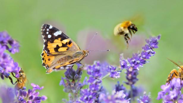 Neue Daten: Insekten sind weltweit nicht ausreichend geschützt