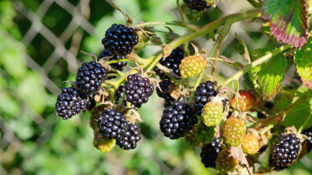 Tipp vom Gärtner: So überwintern Sie den Brombeer-Strauch