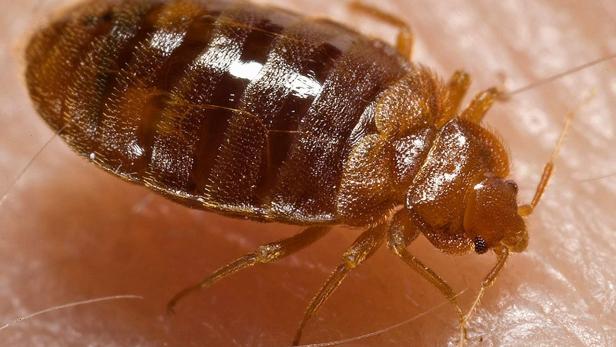 Bed_bug,_Cimex_lectularius_ public domain_ Piotr Naskrecki.jpg B – Bettwanzen Sie sind der Albtraum aller Backpacker: Bettwanzen sorgen in den Hotels und Jugendherbergen immer häufiger für Ärger. Ganz gemein wird es, wenn sie nicht nur höllisch juckende Dippel hinterlassen, sondern auch noch im Gepäck mit nach Hause reisen. Die Biester wird man nur schwer wieder los.
