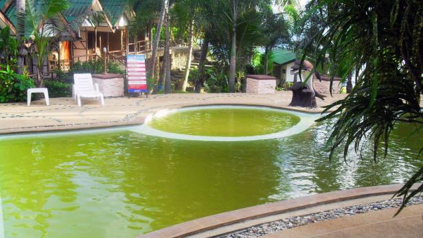 Ein Pool mit grünem Wasser in einer tropischen Ferienanlage.