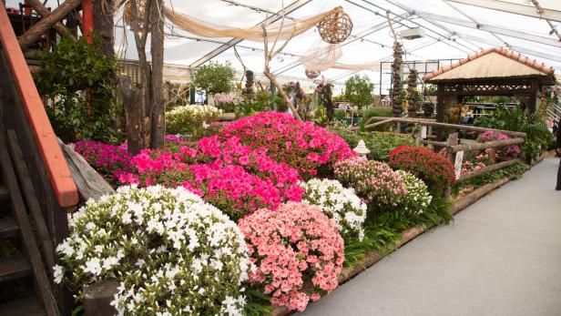 Eine Ausstellung mit üppigen Azaleen in verschiedenen Farben unter einem Zeltdach.