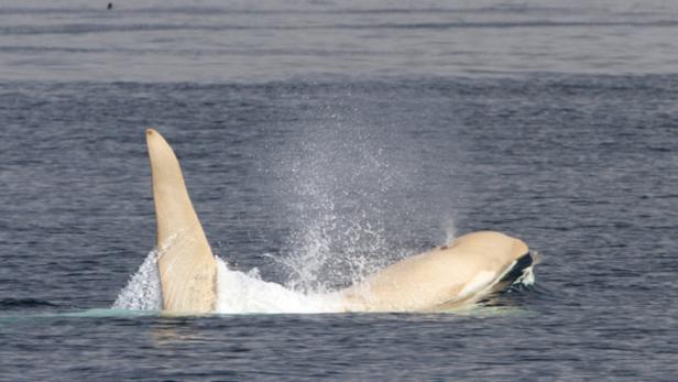 Forscher beobachteten mindestens fünf weiße Schwertwale
