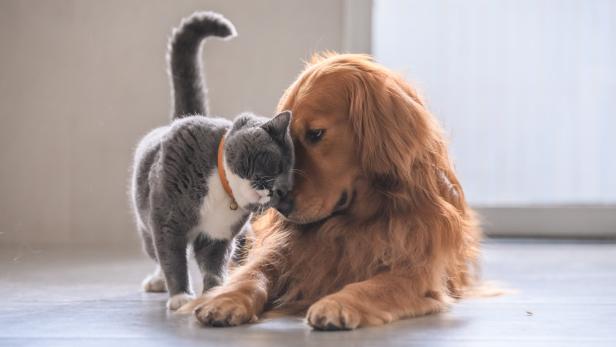 Tiercoach: Wie Freundschaft zwischen Haustieren entsteht