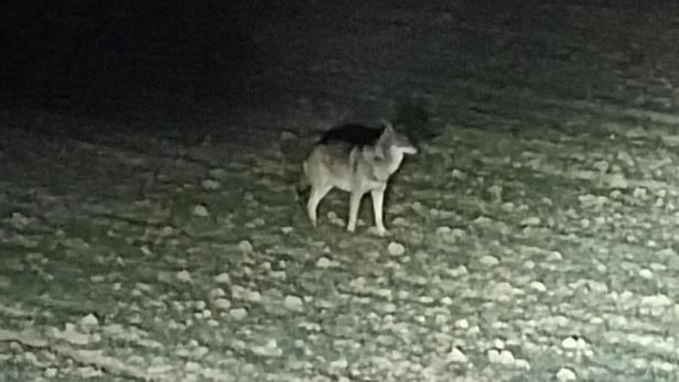 Wolf direkt am Stadtrand von Linz gesichtet