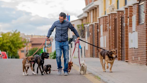Studie: Hunde lösen Aufgaben im Einklang mit ihren Besitzern