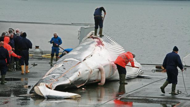 epa03751024 A photo made available 19 June 2013 by the Greenpeace Foundation showing the butcherling of a fin whale in the port of Hvalfjorour, near Reykjavik 18 June 2013 which they claim proves that Icelandic whaler Kristjan Loftsson has resumed commercial fin whaling. The environmental organisation, which has always been opposed to the commercial hunt, claims the operation is being carried out despite a ban on commercial whaling by the International Whaling Commission of which Iceland is a member EPA/HO no archives EDITORIAL USE ONLY/NO SALES