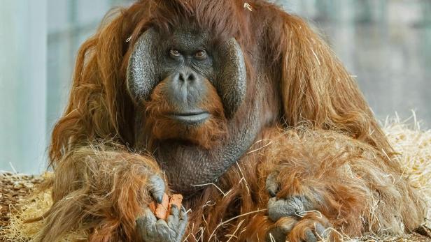 Vladimir ist tot: Tiergarten Schönbrunn schläfert Affen ein