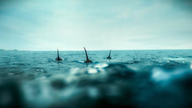 In der 2004 erschienenen ZDF-Produktion &quot;Der Schwarm&quot;, die auf dem Buch von Autor Franz Schätzling basiert, greift eine unbekannte, intelligente maritime Lebensform die Menschen an. Ähnlich surreal sehen manche die derzeit rätselhaften Angriffe der Orcas auf Boote.