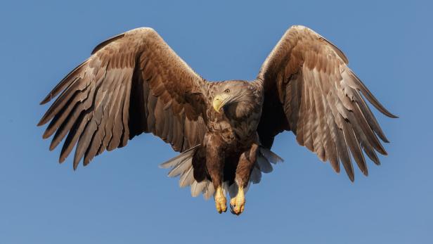 "Krallte sich unsere Tochter": Steinadler greift Kleinkind (1) an