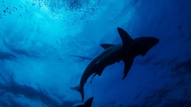 Warum Nacktbaden vor Haiangriffen schützen kann