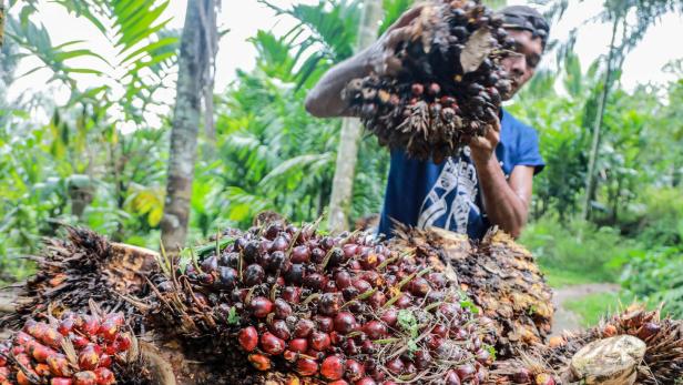 Palmöl-Verbot: Mehr Arbeit, weniger Genuss