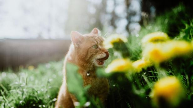 Cat in garden - Stock-Fotografie