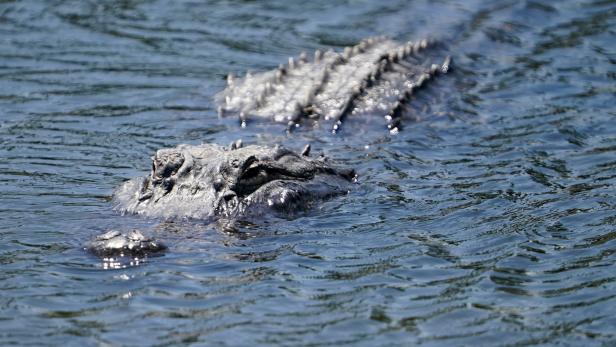 85-Jährige in Florida von Alligator getötet