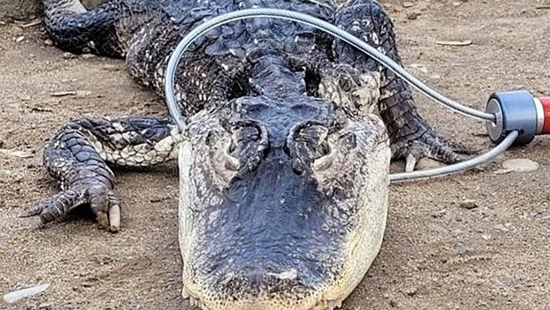Alligator tötete Frau in Florida, ihre Nachbarin konnte nicht helfen
