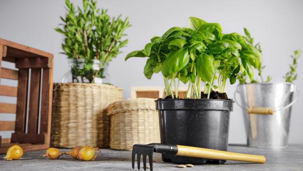 Gärtnerin verrät: Wie Basilikum, Dille und Co aus dem Supermarkt länger halten
