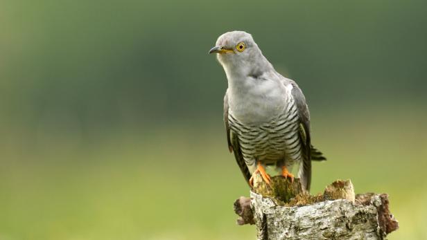 Zum Kuckuck: Wie Sperlingsvögel den Brutparasiten austricken