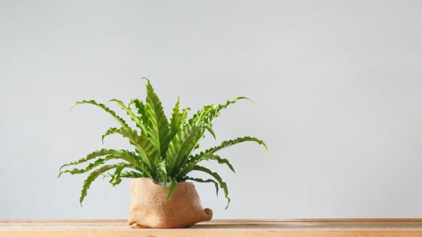 Diese 10 Pflanzen eignen sich ideal fürs Wohnzimmer