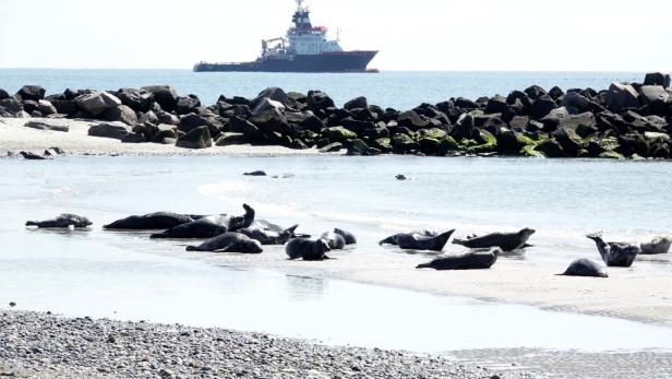 Robben auf Helgoland Kegelrobben: Guter Winter für Jungtiere an der Nordseeküste