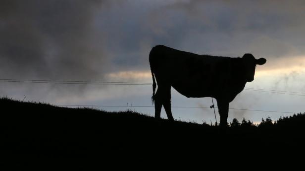 Eine Kuh attackierte eine Landwirtin in Tirol.