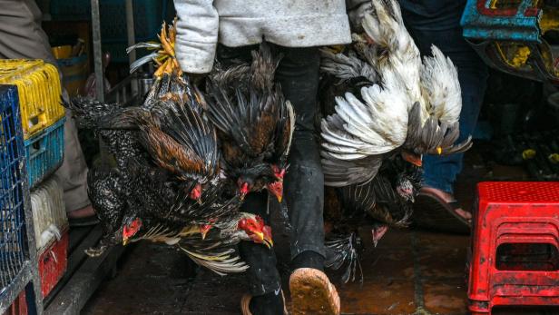 Vogelgrippe: Ausfuhrstopp von Geflügel und Eiern in Argentinien