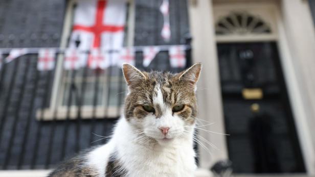 GB: Regierung erwog, während der Pandemie alle Katzen zu töten