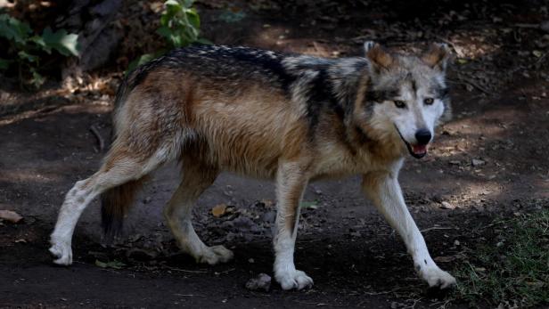 DNA-Analysen bestätigten weitere Wolfsrisse im Waldviertel