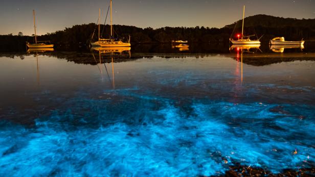 Mehrere Segelboote liegen nachts auf einem See, dessen Wasser durch Biolumineszenz blau leuchtet.